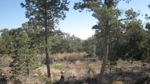 Sundance Mountain Ranches - Lot 345 - 49 Jesse James Rd