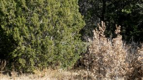 Sundance Mountain Ranches - Lot 177 - 165 Jesse James