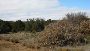 Sundance Mountain Ranches - Lot 289 - 66 Jesse James